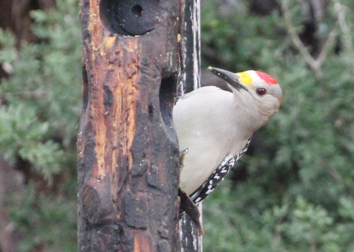 Golden-fronted Woodpecker - ML512121921