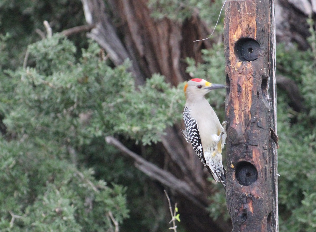 Golden-fronted Woodpecker - ML512121941