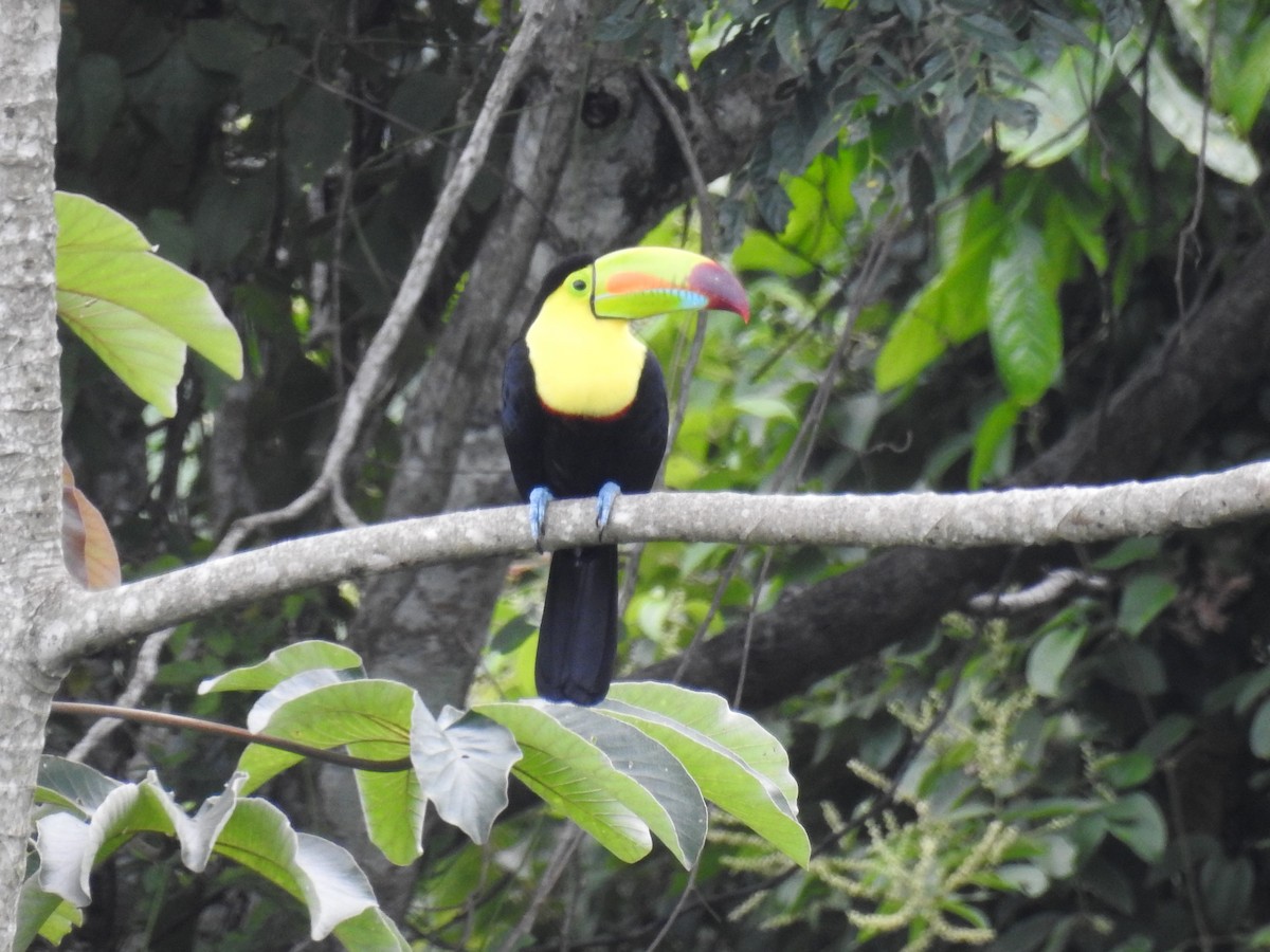 Keel-billed Toucan - ML512122141