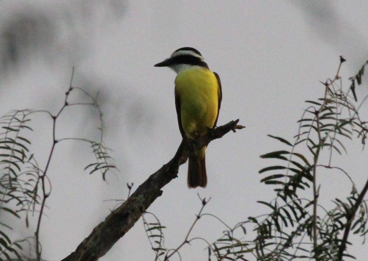 Great Kiskadee - ML512122341