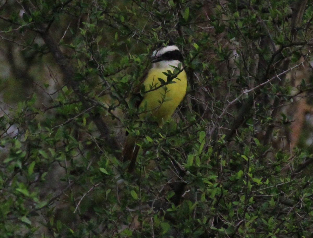 Great Kiskadee - ML512122351