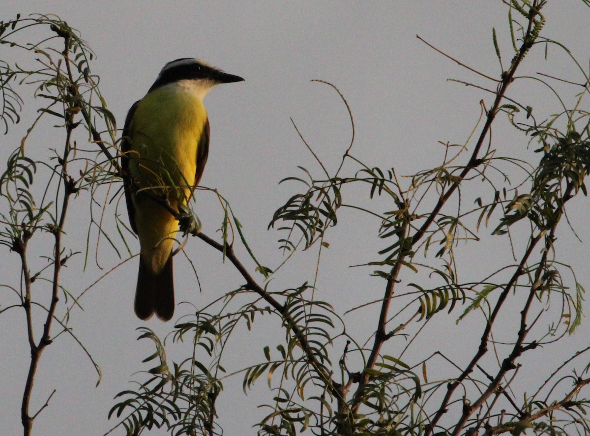 Great Kiskadee - ML512122361