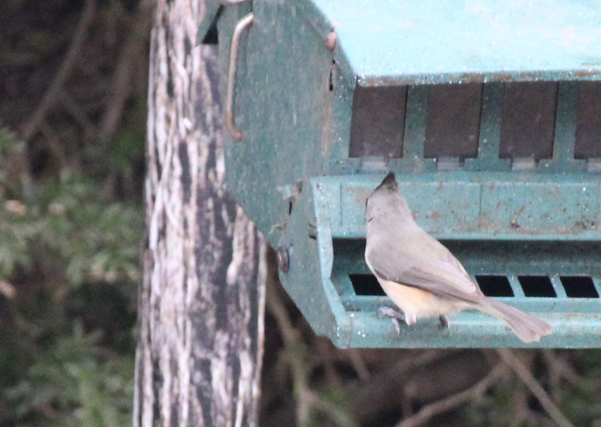 Black-crested Titmouse - ML512122481