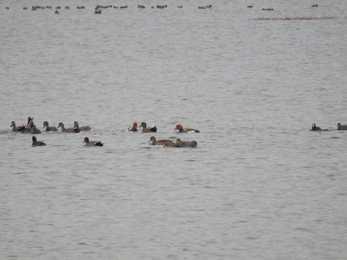 Red-crested Pochard - ML512122561