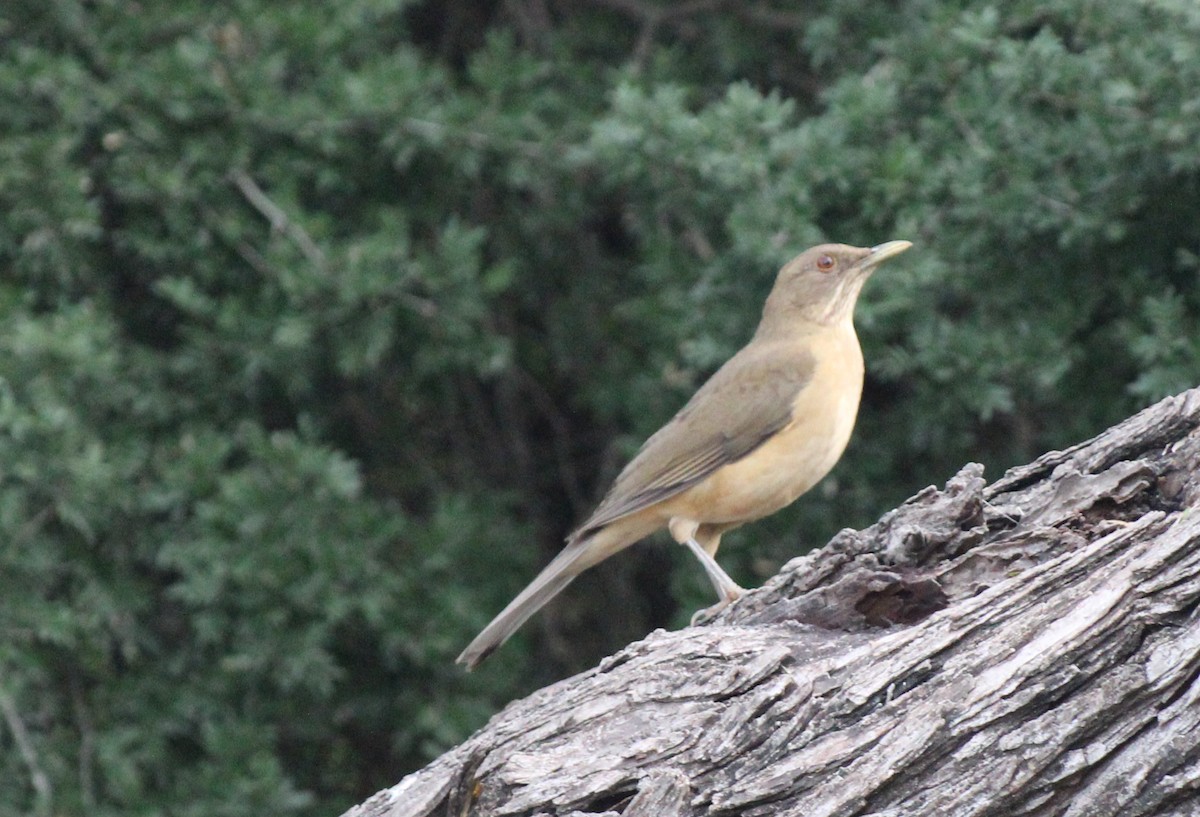 Clay-colored Thrush - ML512122961