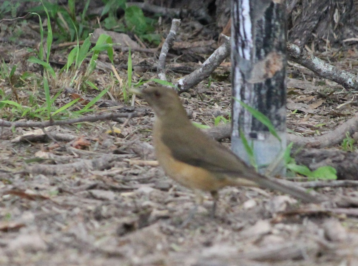 Clay-colored Thrush - ML512122971