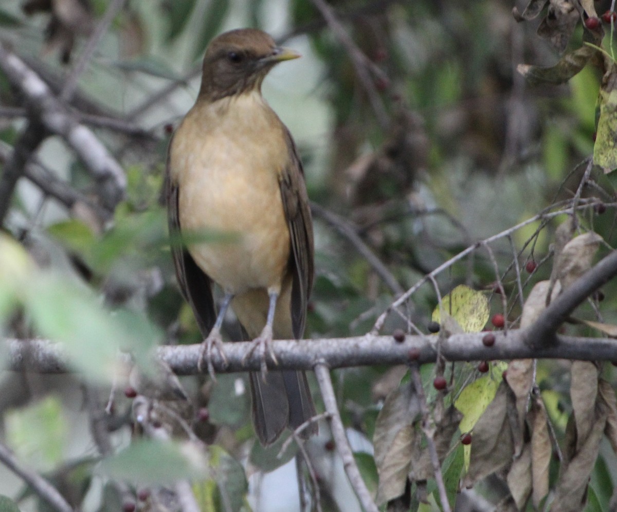 Clay-colored Thrush - ML512122991