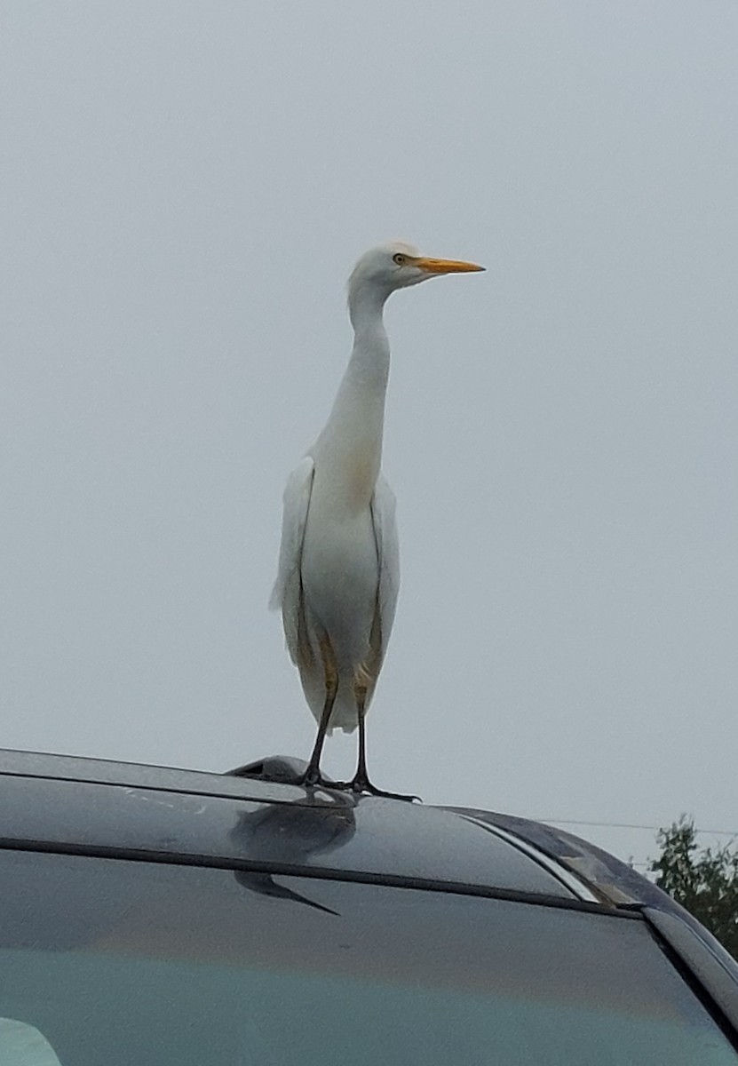 Western Cattle Egret - Valeri Ponzo