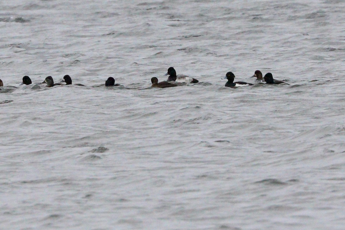 Tufted Duck - Aaron Marshall