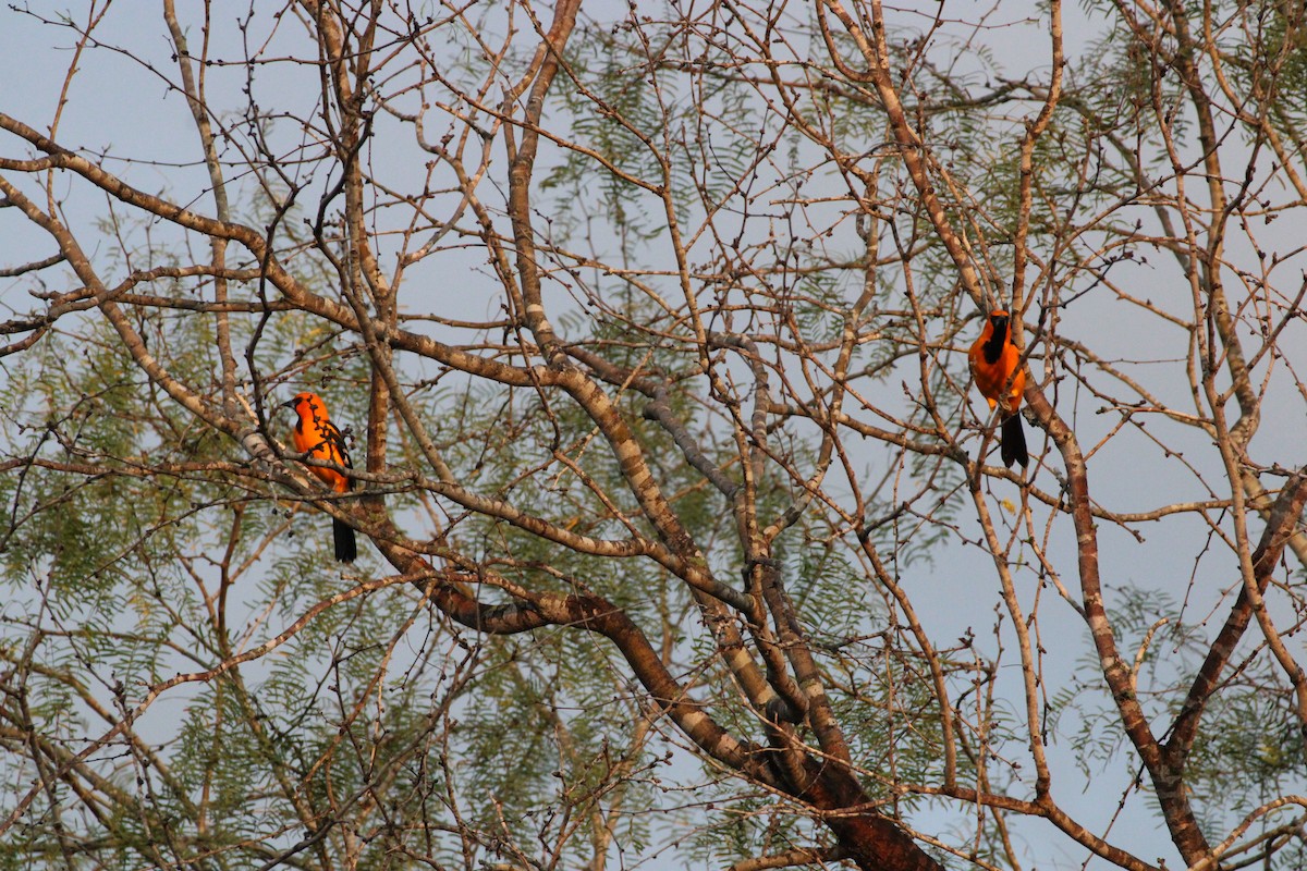 Oriole à gros bec - ML512124511