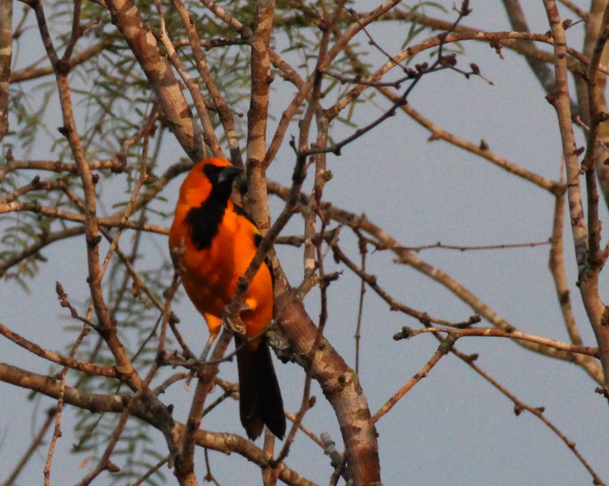 Altamira Oriole - James Sharpless