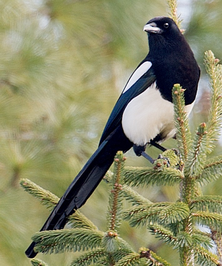 Black-rumped Magpie - ML512125761