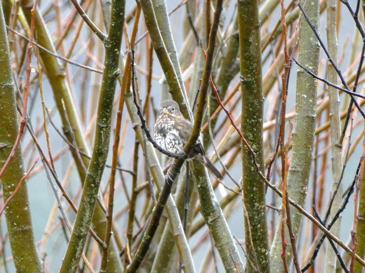 Fox Sparrow (Sooty) - ML51212701