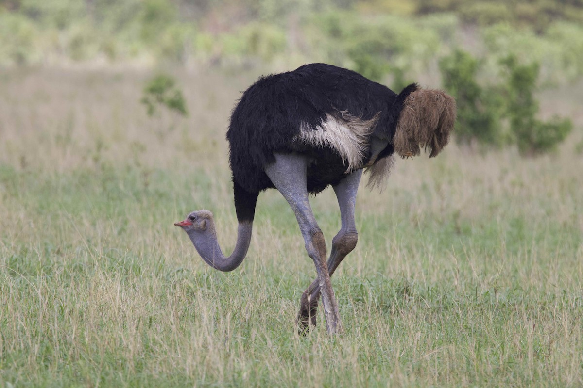 Common Ostrich - Alex Kirschel