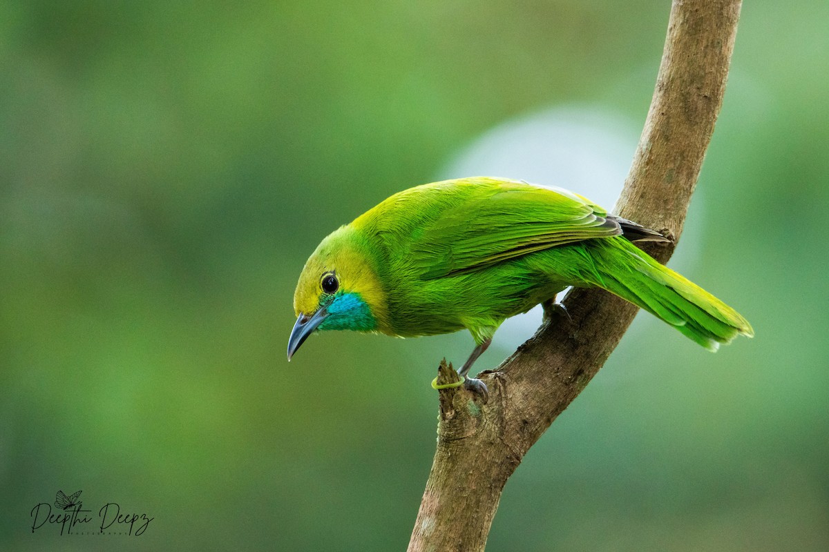 Jerdon's Leafbird - Deepthi Sunjith