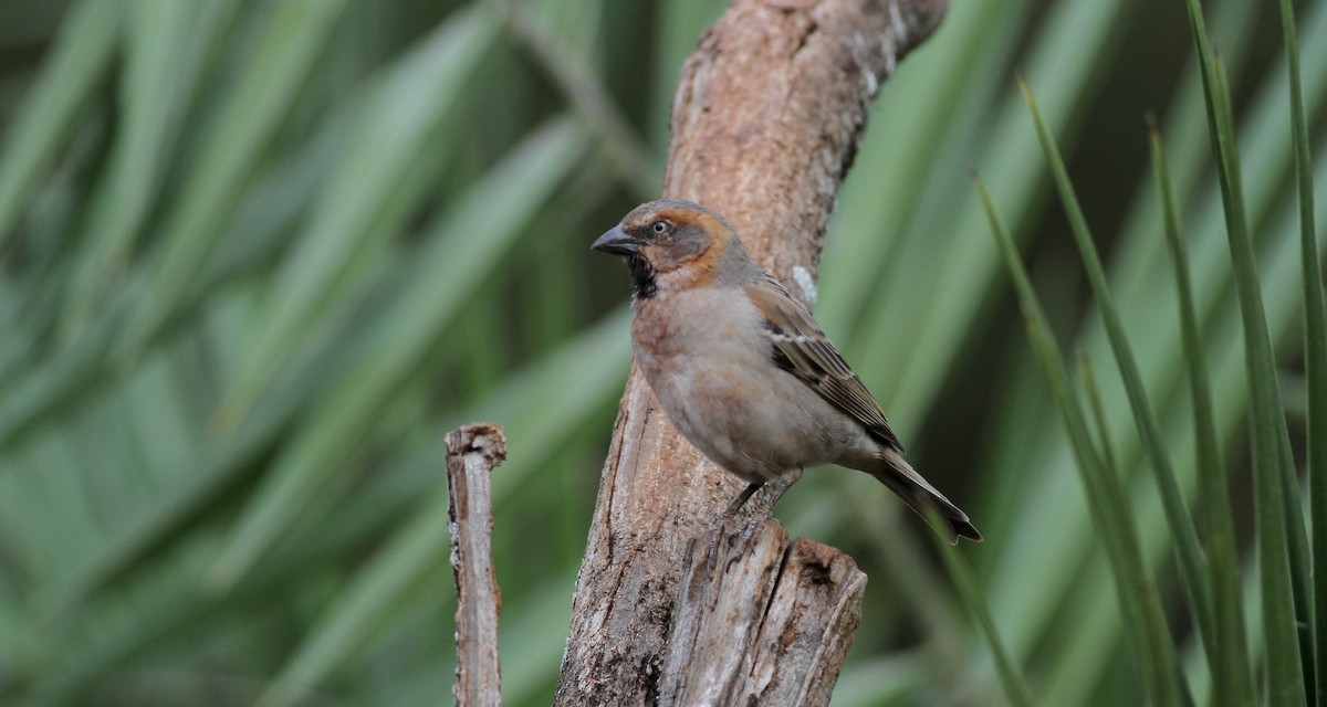 Kenya Rufous Sparrow - Anabel&Geoff Harries