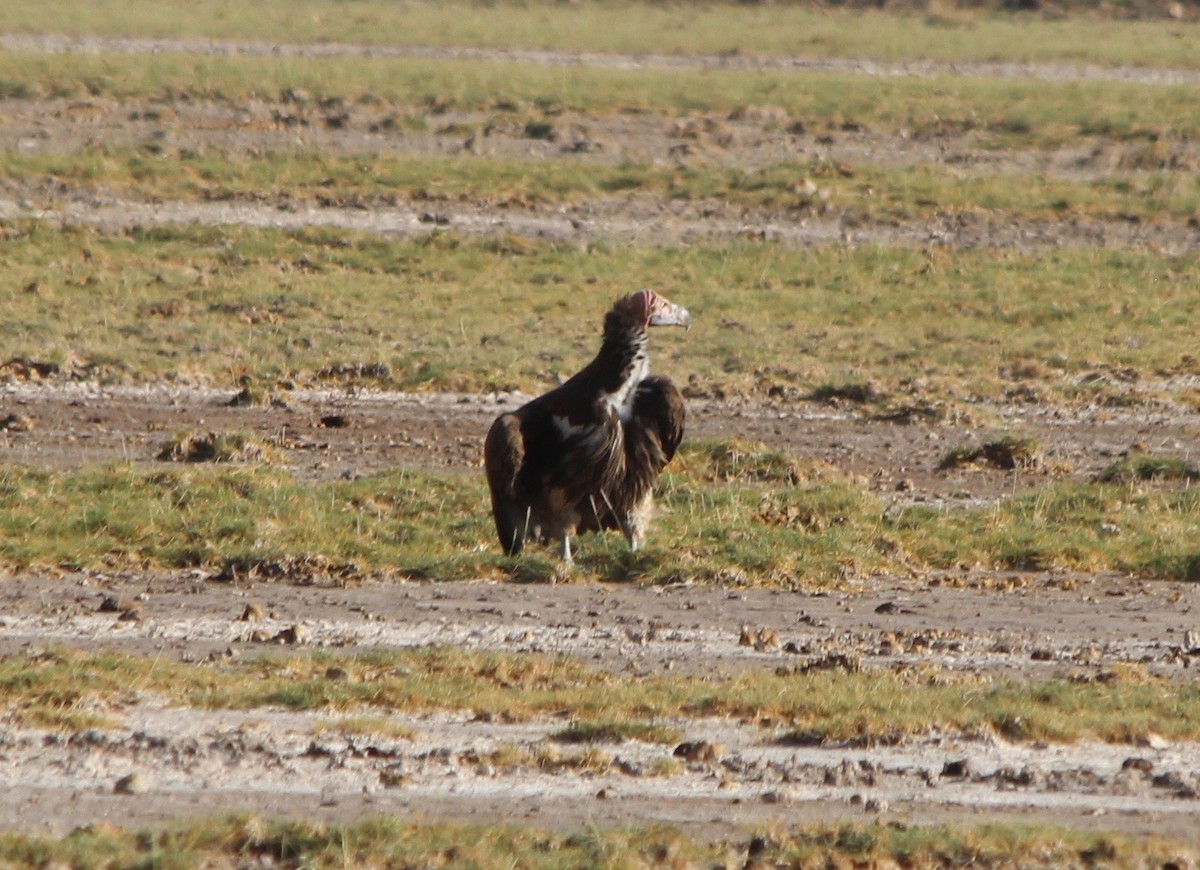 Lappet-faced Vulture - ML51213101