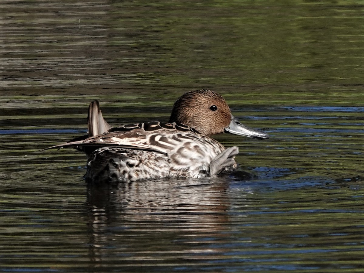 Canard pilet - ML512132461