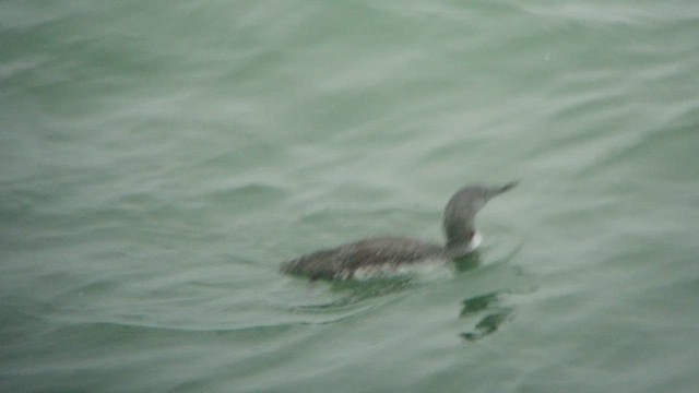 Red-throated Loon - ML512132701