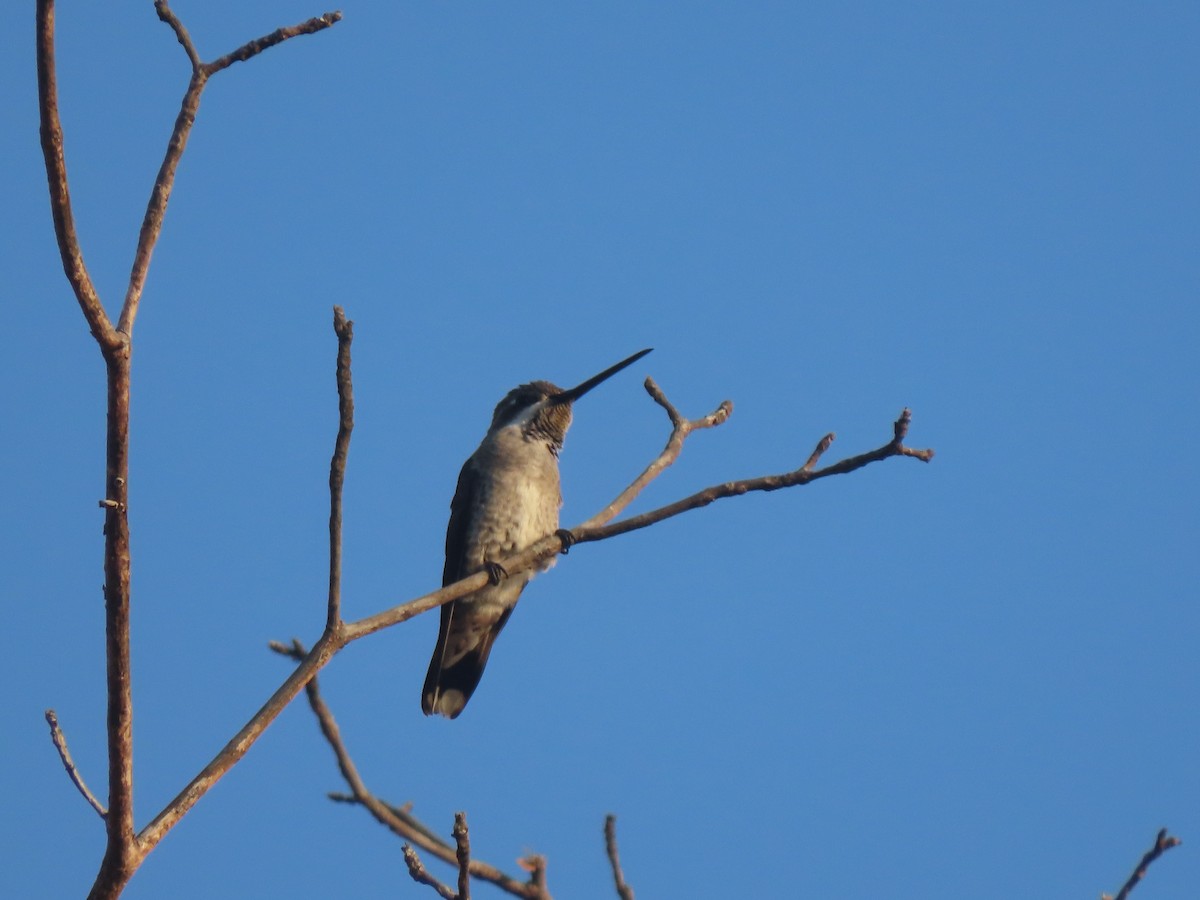 Colibrí Pochotero - ML512134531