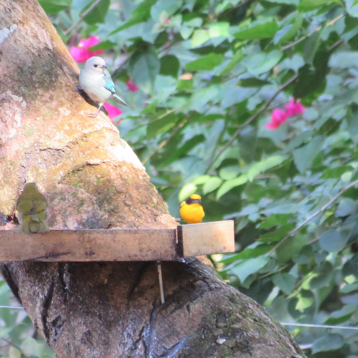 Thick-billed Euphonia - Vicente Amado Gavidia Medina