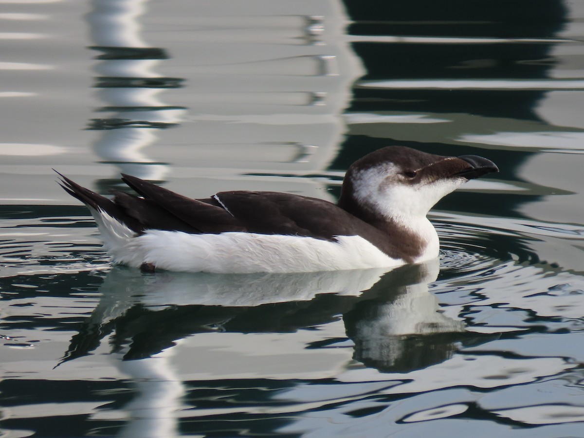 Razorbill - Alberto Gasquet Orradre