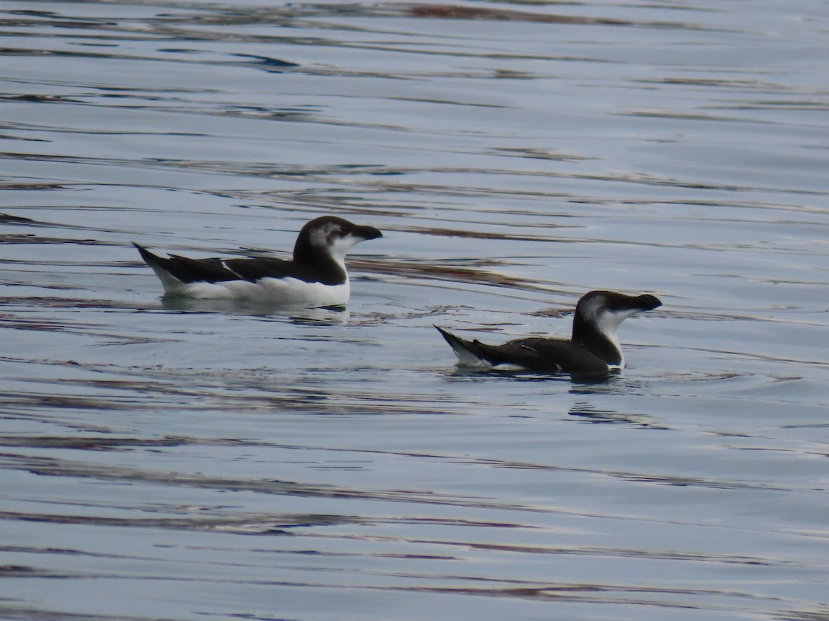 Razorbill - Alberto Gasquet Orradre