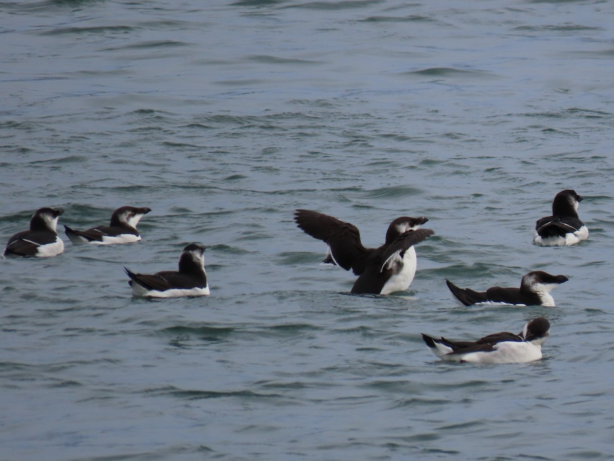 Razorbill - ML512134791