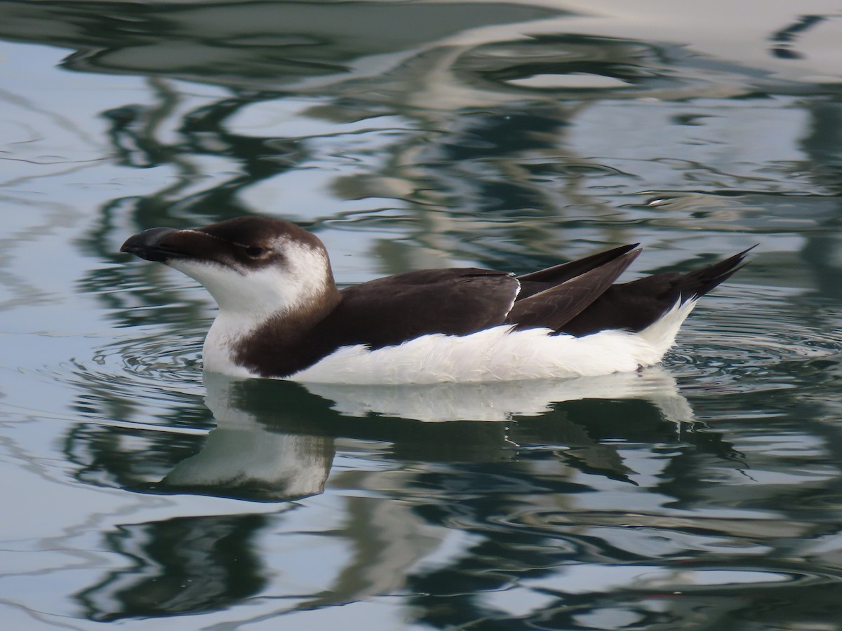 Razorbill - ML512134811