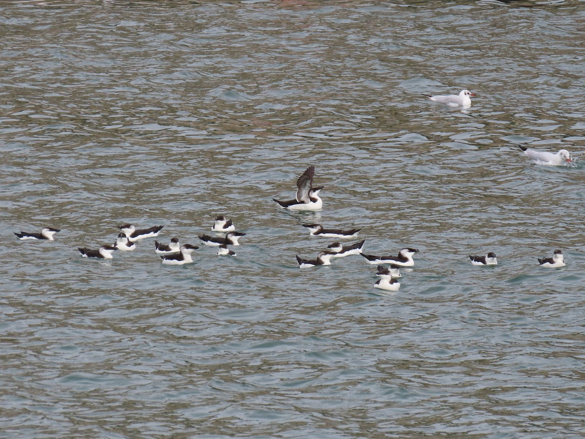 Razorbill - ML512134841