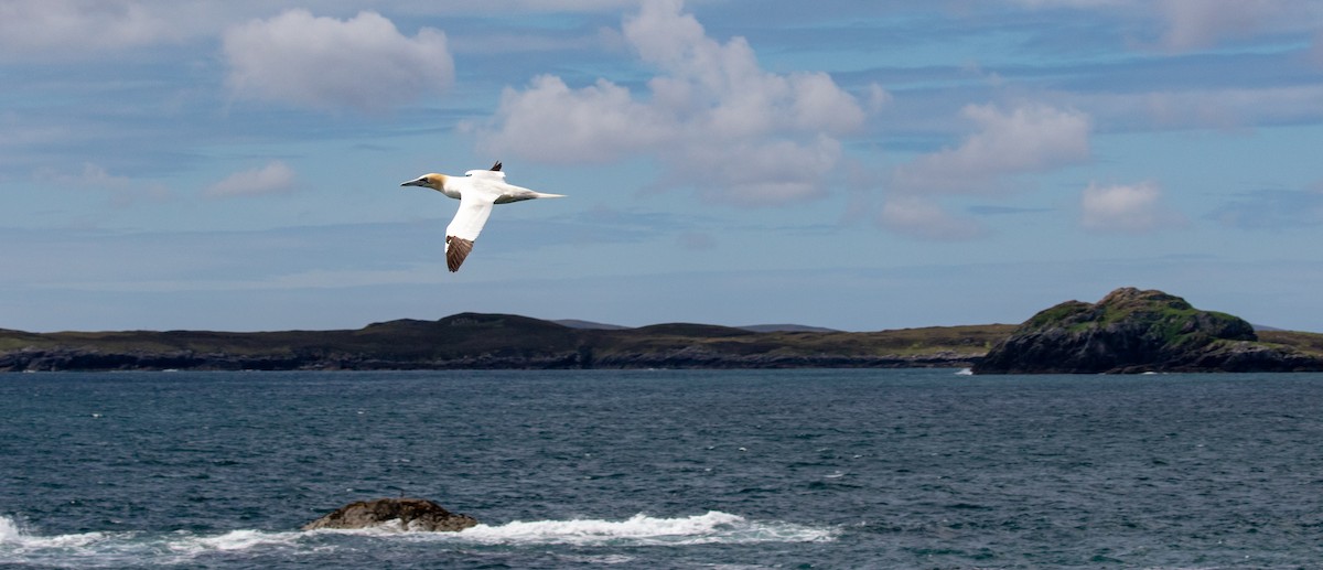 Northern Gannet - Mhairi McFarlane