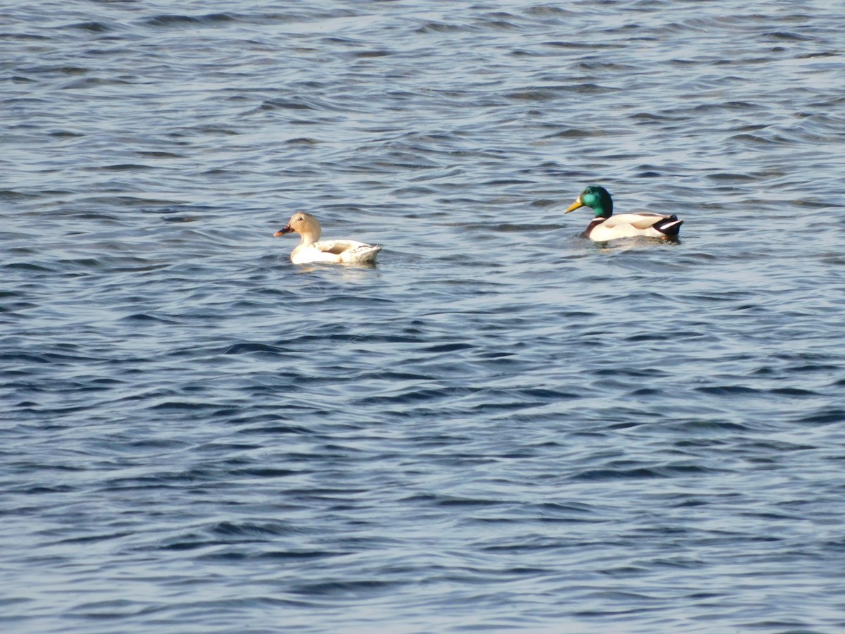 Mallard (Domestic type) - ML512138861