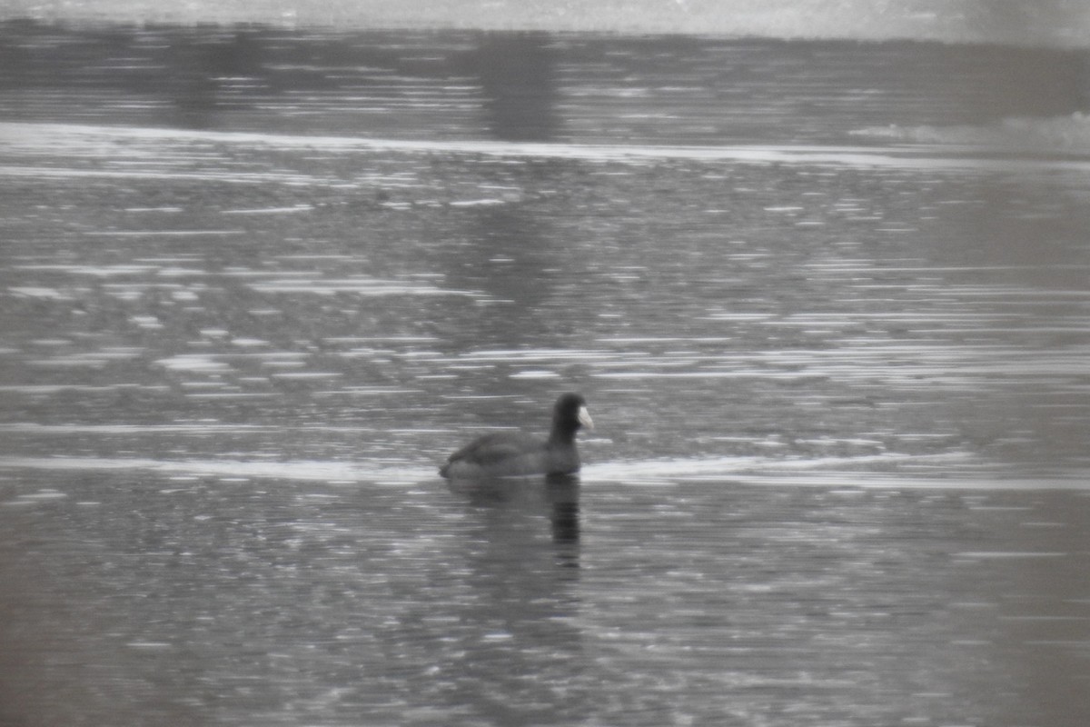 American Coot - Dan Belter