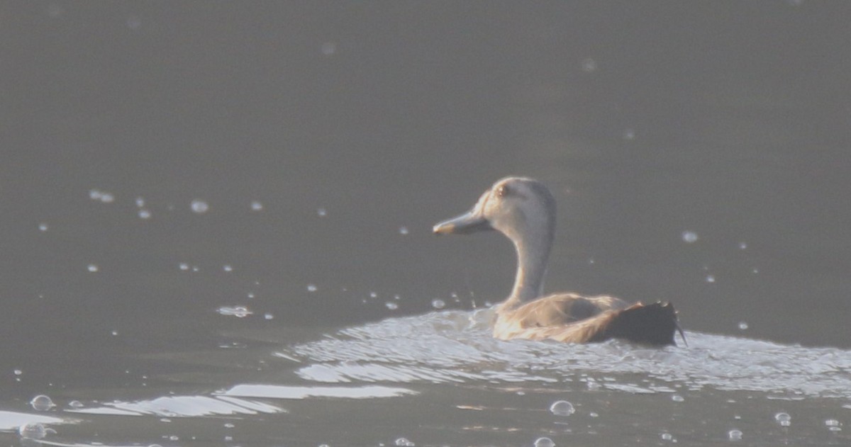 Lesser Whistling-Duck - ML512139971