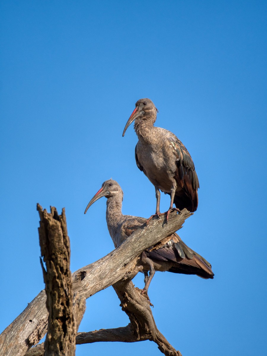 ibis hagedaš - ML512140451