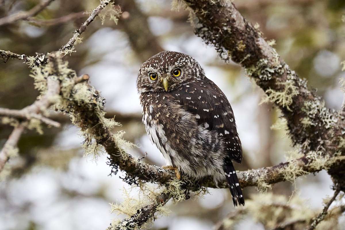 Yungas Pygmy-Owl - ML512141181