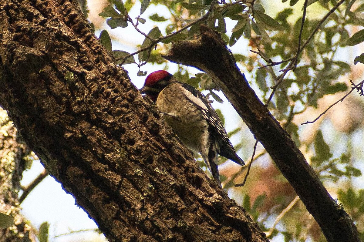 Yellow-bellied Sapsucker - ML512143051