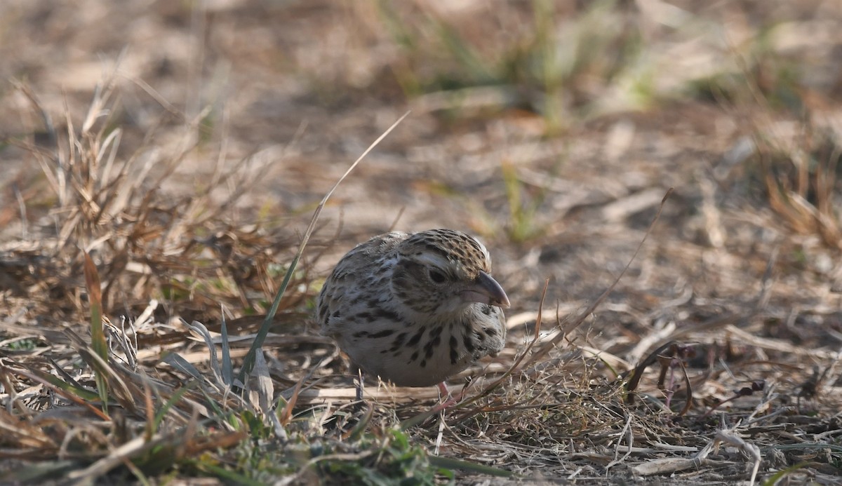 Indian Bushlark - vinita sangwan