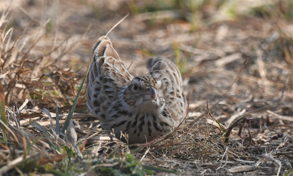 Indian Bushlark - ML512143901