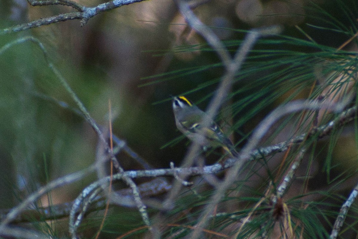 Golden-crowned Kinglet - ML512143931