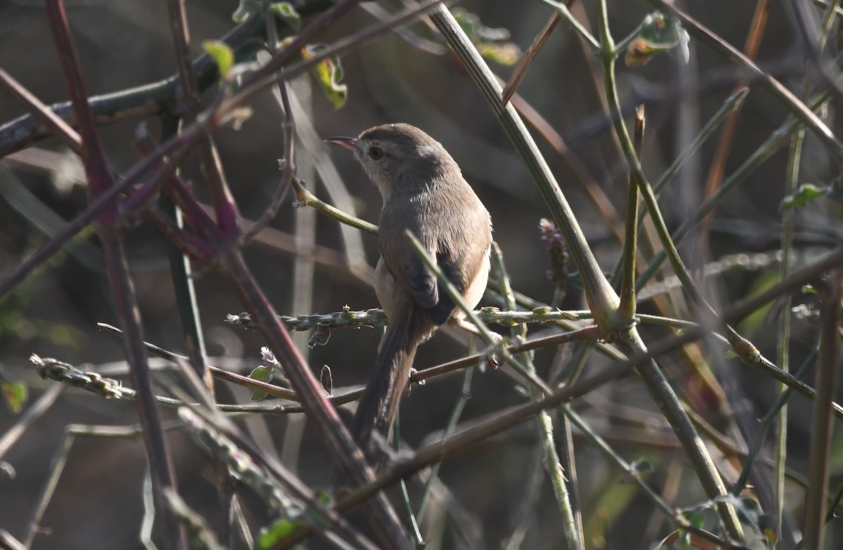 Prinia Sencilla - ML512143941