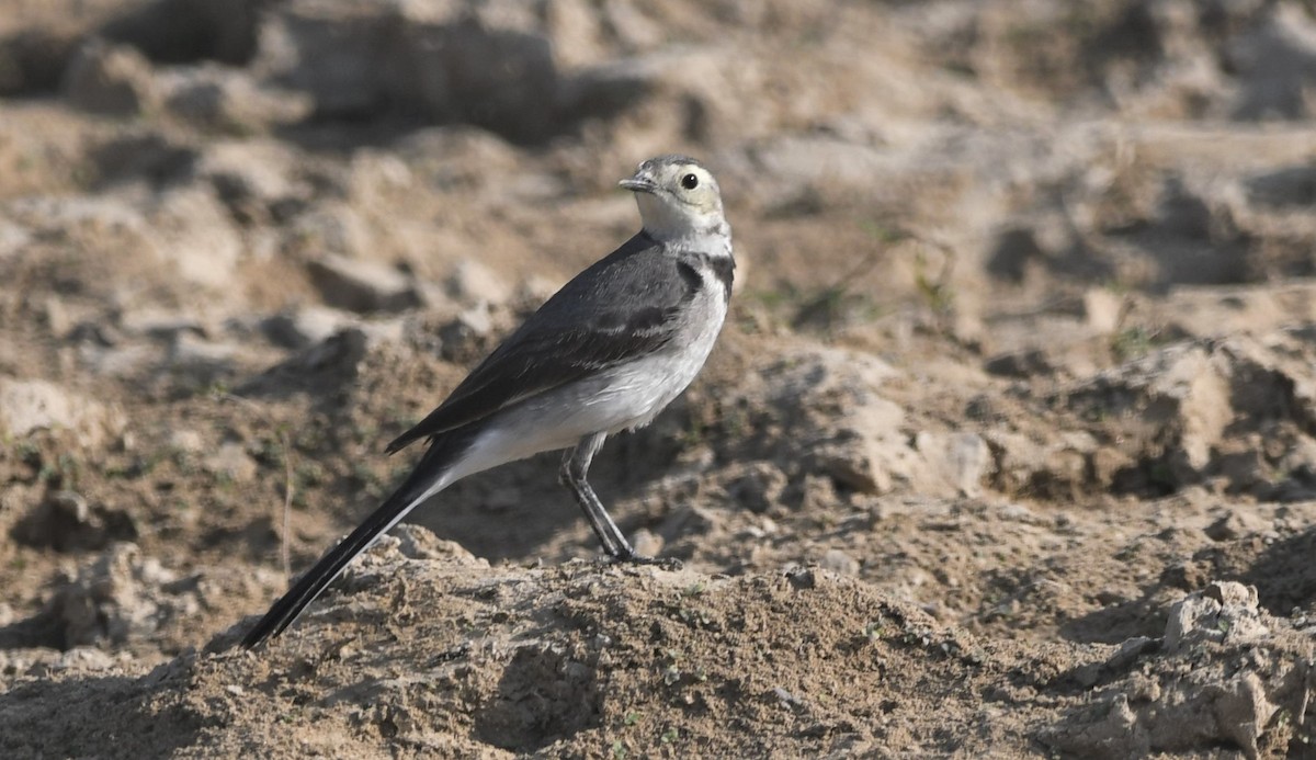 White Wagtail - ML512143991