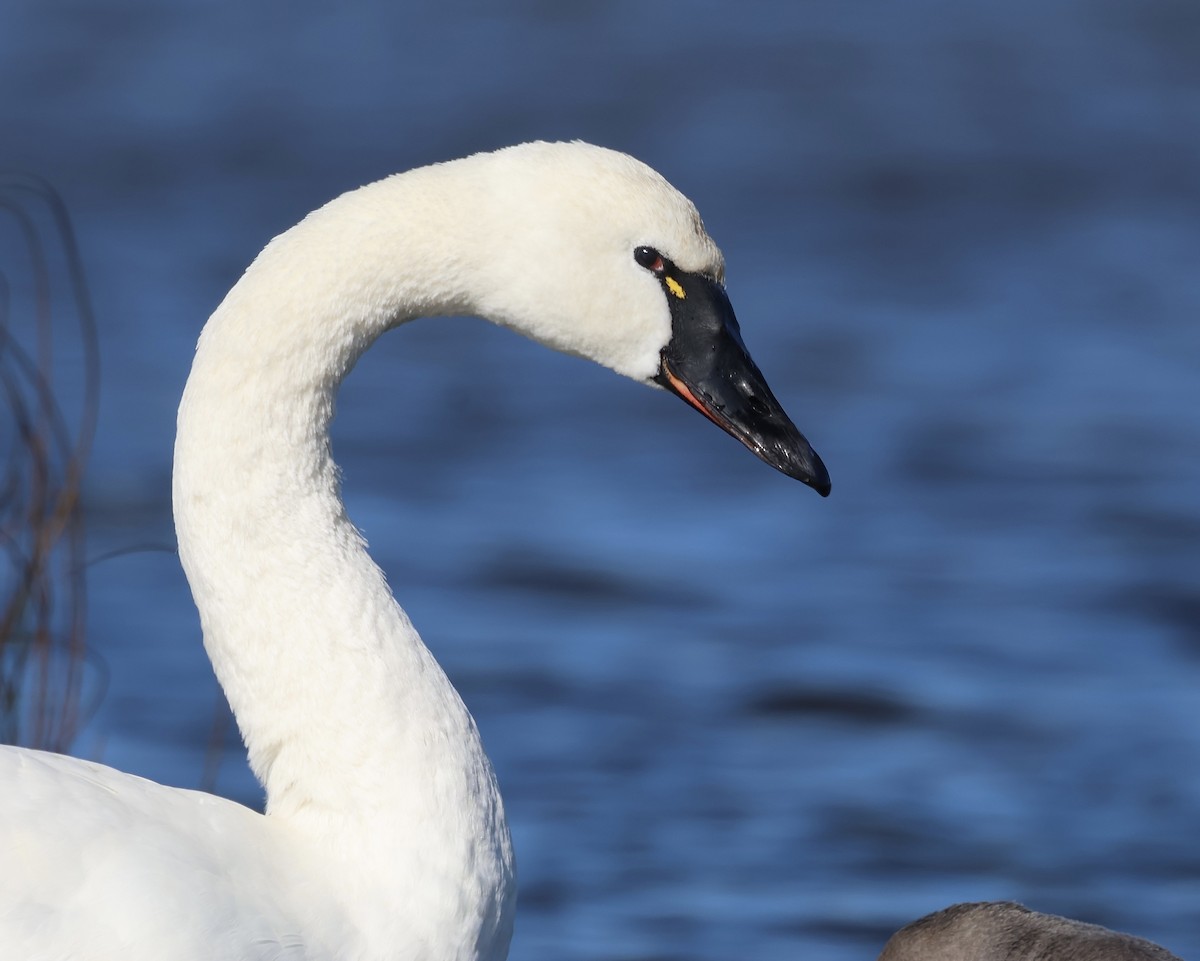 Tundra Swan - ML512144681