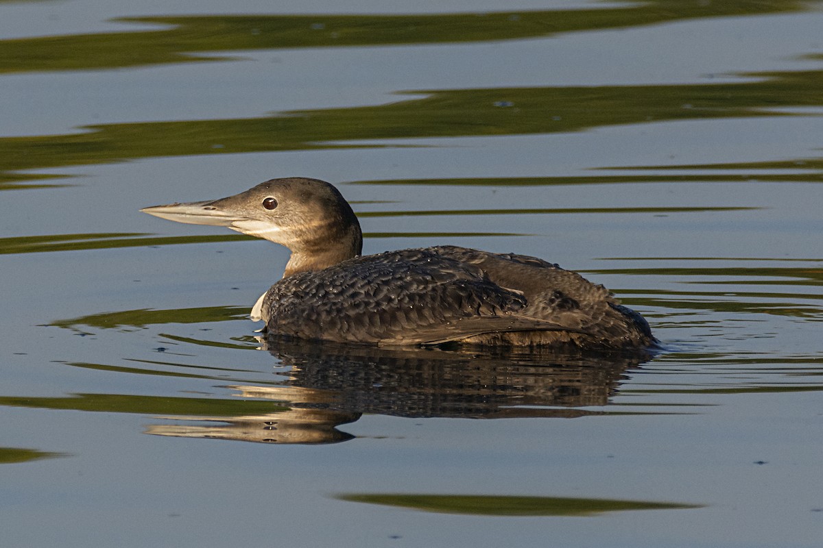 Common Loon - Ricardo Arredondo