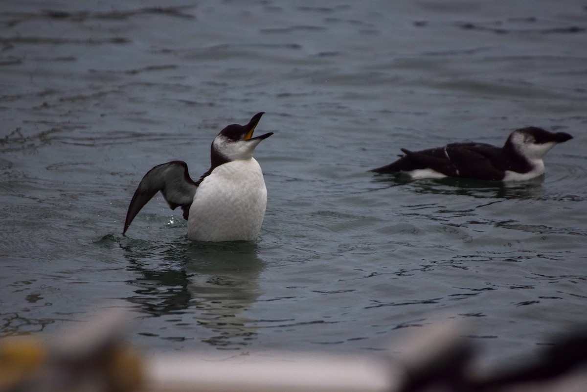 Razorbill - ML512145681