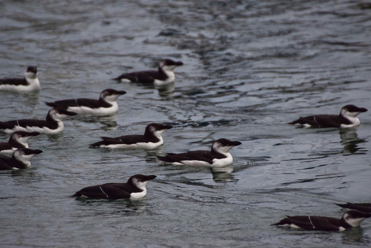 Razorbill - ML512145691