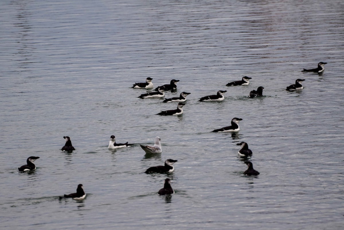 Razorbill - ML512145701