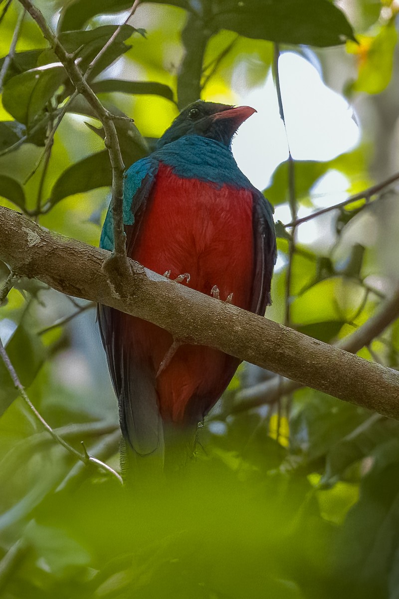 Pavonine Quetzal - Lindsey Napton