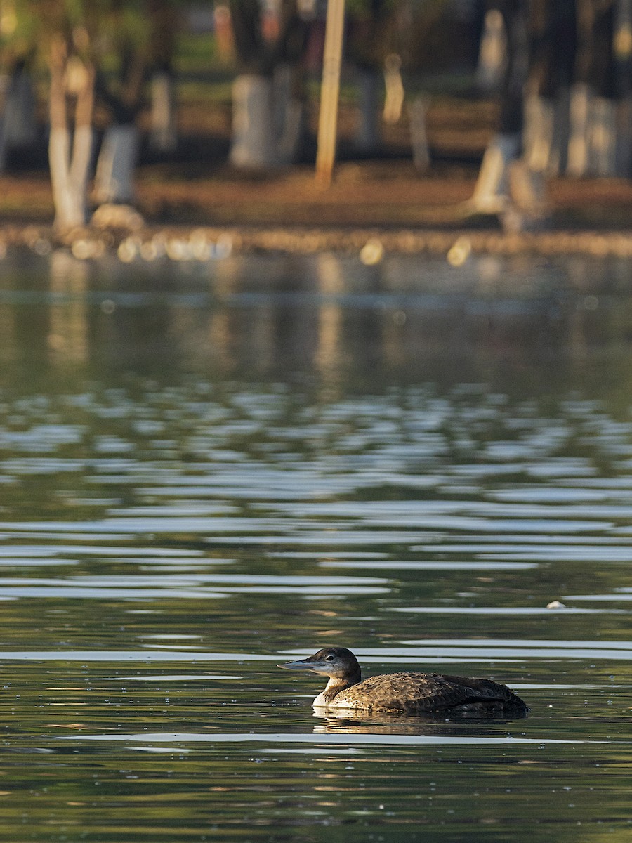 Common Loon - Ricardo Arredondo