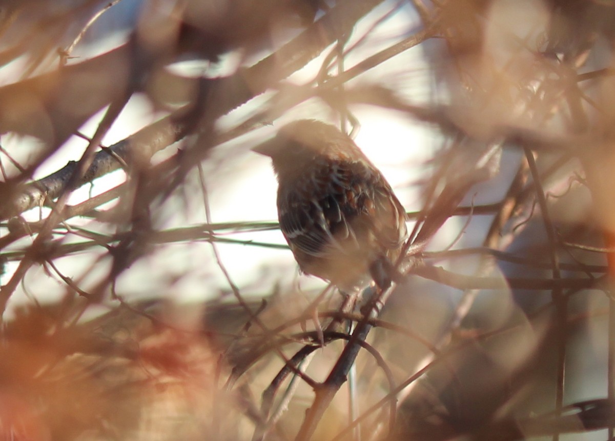 Grasshopper Sparrow - ML512146951